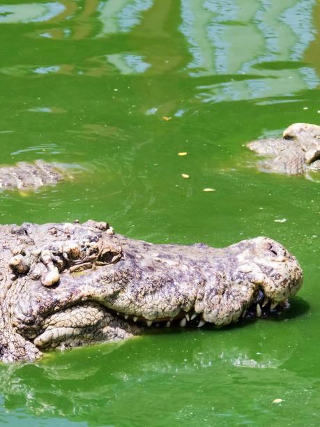 一群鳄鱼在水中的照片。图片下载