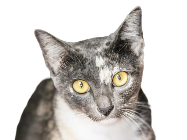 一张猫的照片，黄色的眼睛看着镜头。图片下载