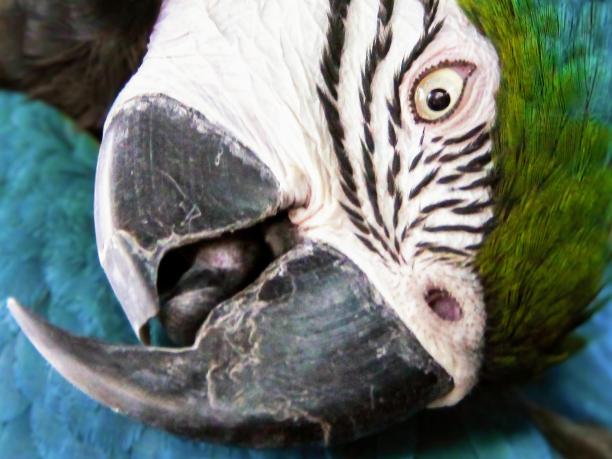 一张用蓝色背景拍摄的鹦鹉脸部特写照片。图片下载