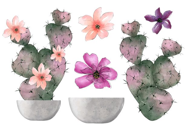 盛开的仙人掌在水彩风格。一组手绘插图，孤立在白色背景上。设计元素的贺卡，邀请，印刷品图片下载