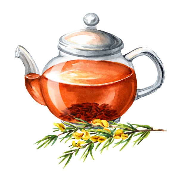 玻璃透明茶壶与路易波士茶。手绘水彩插图，孤立在白色背景上图片下载