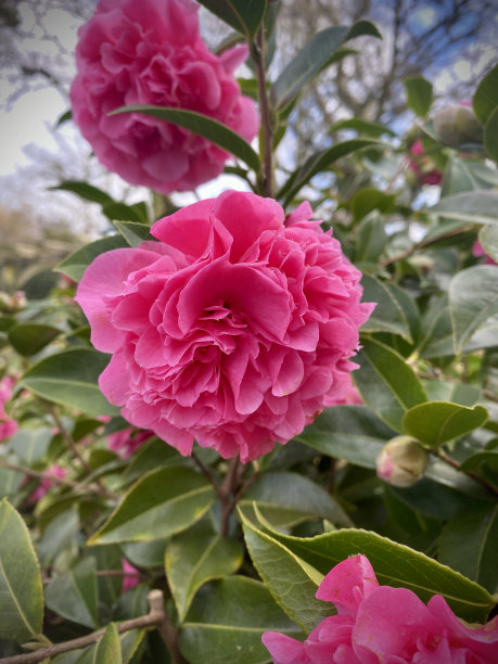 山茶在花中近照，花粉嫩，叶油亮绿。图片下载
