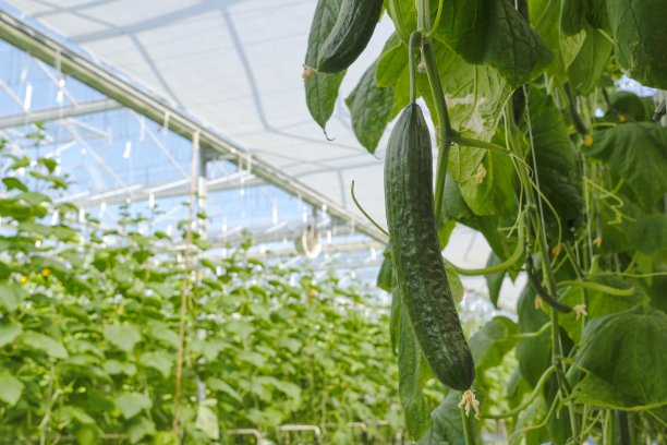 温室中黄瓜的工业化食品生产图片下载