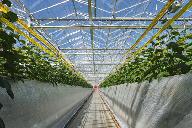 温室中黄瓜的工业化食品生产图片下载