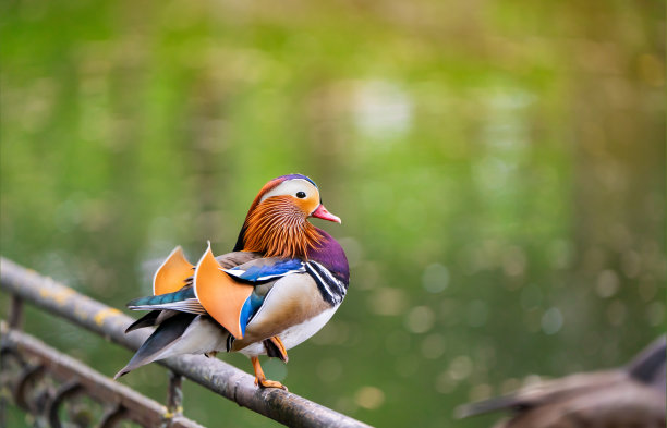 一只漂亮的雄鸳鸯站在湖边的篱笆上。特写照片。大自然与野生鸟类图片下载