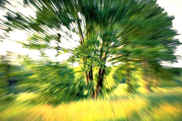 一棵树的抽象照片，树叶的颜色、形状和线条形成对比。图片下载