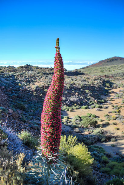 沙漠中的仙人掌，数码照片图片作为背景图片下载