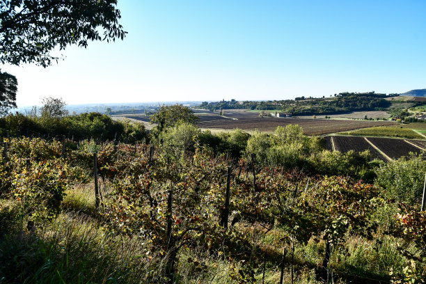 法国葡萄园，数码照片图片为背景图片下载
