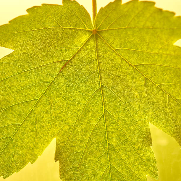 枫叶在白色的背景上图片下载