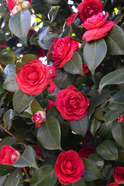 红花绿叶图片下载