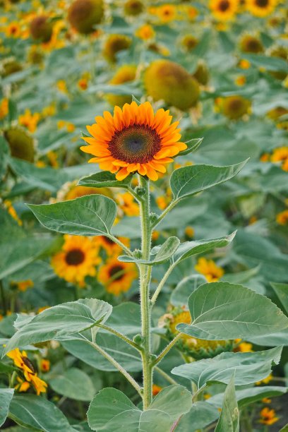 灿烂阳光下的向日葵田。向日葵的照片在后面。向日葵是像阳光一样的花图片下载