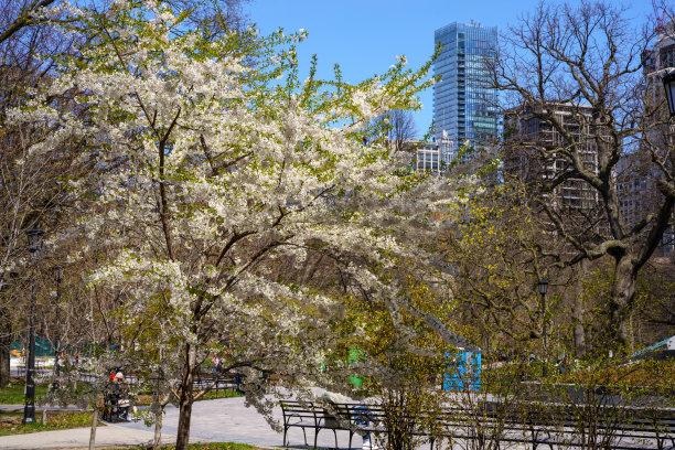 春天的加拿大多伦多大学校园图片下载