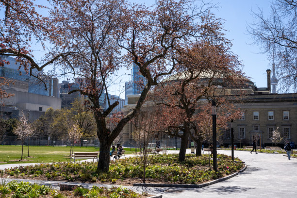 春天的加拿大多伦多大学校园图片下载