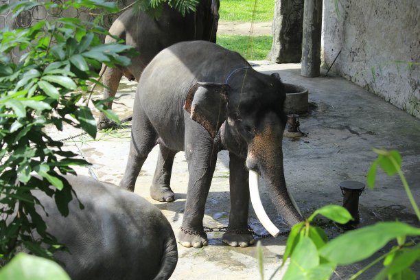 苏门答腊象(象)，亚洲象的亚种图片下载