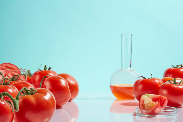 成熟的西红柿整齐地摆放在桌子上，蓝色的背景和实验室的仪器。照片为番茄实验概念与空白的空间，为设计元素添加文字图片下载