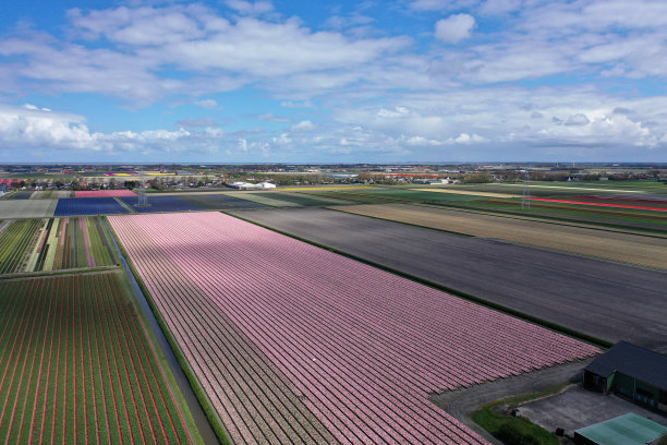 美丽的荷兰郁金香田无人机照片图片下载