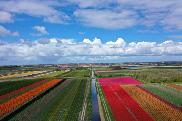 美丽的荷兰郁金香田无人机照片图片下载