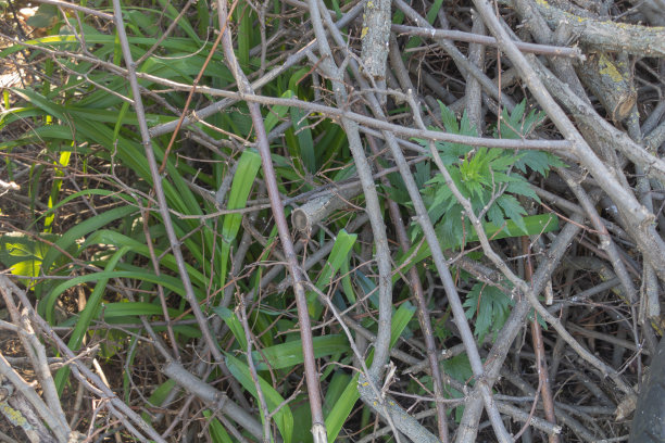 一张特写照片，在茂密的树枝和树枝之间生长着一片杂草，绿叶，车前草，野生植被图片下载