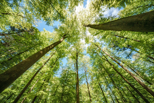 向上看树木方向的天空-可持续发展图片-库存照片-太阳图片下载