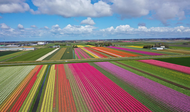 美丽的荷兰郁金香田无人机照片图片下载