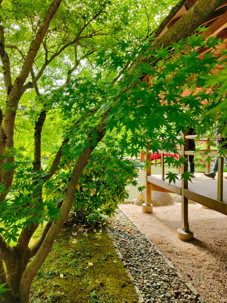 图卢兹一个美丽的日本花园中的木制建筑的部分照片，几个人在一棵非常美丽的树旁边参观图片下载