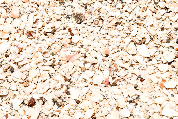 沙子和贝壳的纹理，照片作为背景拍摄于尼科亚，哥斯达黎加中美洲图片下载
