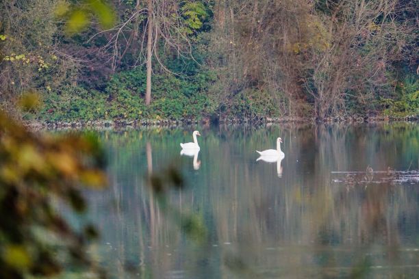 森林中的湖泊，照片为背景，秋天的色彩在意大利北部图片下载