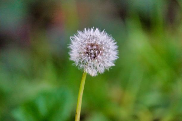 绿色背景上的蒲公英，照片为背景，秋色在意大利北部图片下载