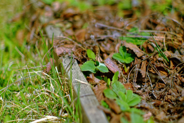 花园里的嫩叶下的草莓图片下载