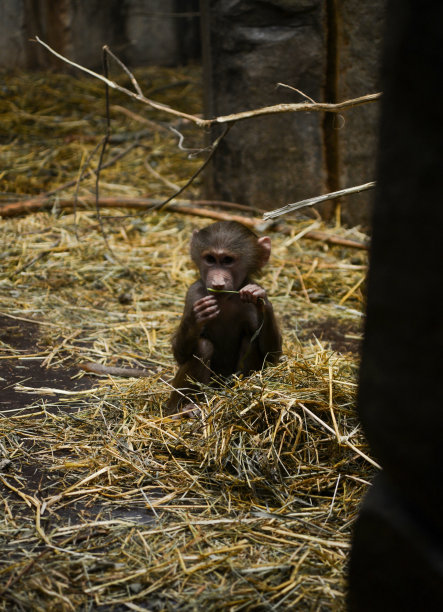 小猴子图片下载