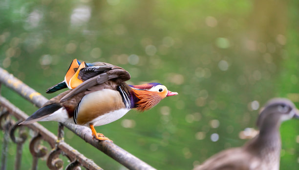 一只漂亮的雄鸳鸯站在湖边的篱笆上。特写照片。大自然与野生鸟类图片下载