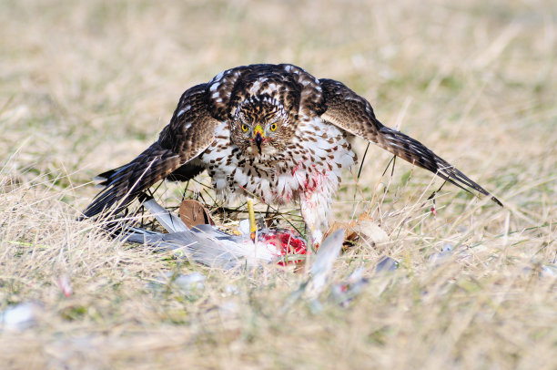 库珀的鹰向下凝视摄影师图片下载