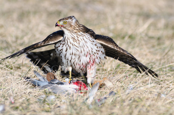 库珀的鹰守卫鸽子猎物图片下载