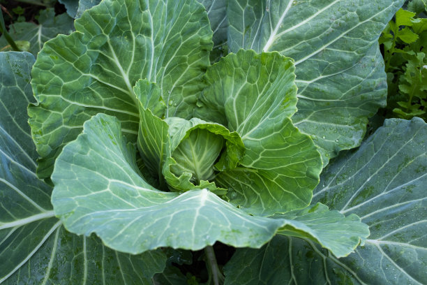 一棵白卷心菜在生长，俯视图。背景从一个绿色卷心菜叶子出版，海报，日历，帖子，屏幕保护程序，壁纸，封面，网站。高质量照片图片下载