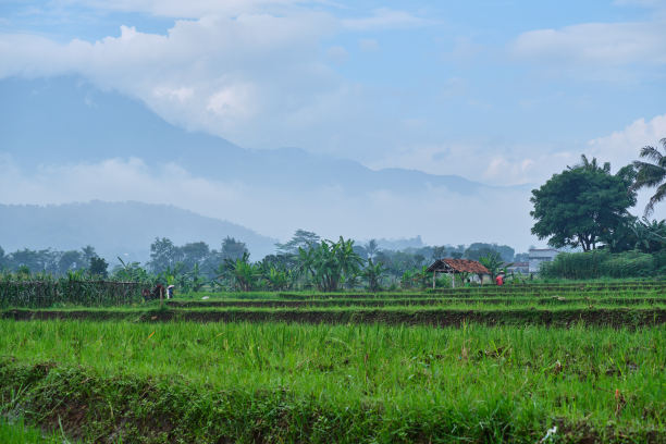 准备插秧的稻田山景图片下载
