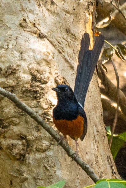 白臀沙马也被称为。沙玛画眉，可以在印度和。东南亚。图片下载