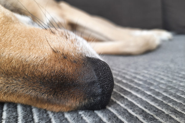 狗鼻子靠近点。图片下载