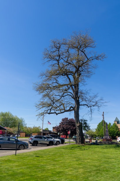 2024年5月9日，美国华盛顿州林登镇图片下载