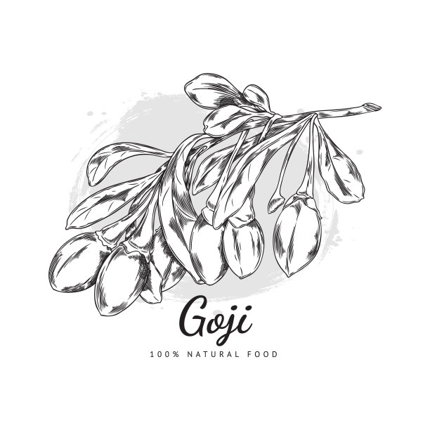 自然枸杞分支矢量插图图片下载