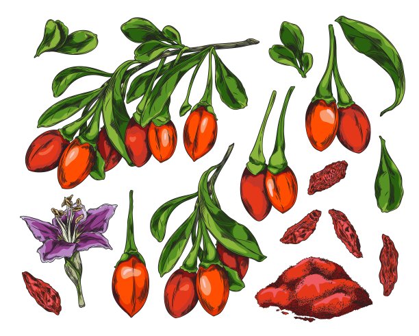 枸杞生命周期矢量插图。图片下载