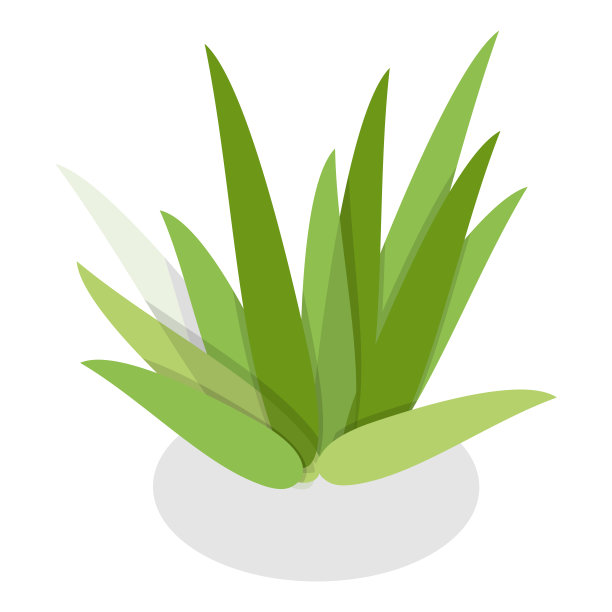 盆栽植物的三维等距平面矢量集。11项图片下载