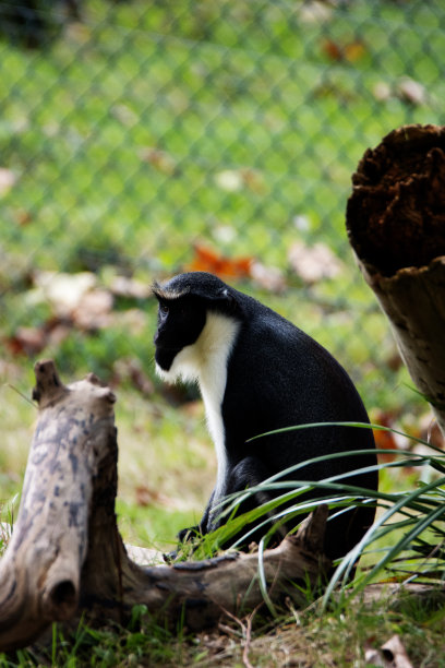 雌性黛安娜猴(黛安娜颈猿)站在木树枝上图片下载