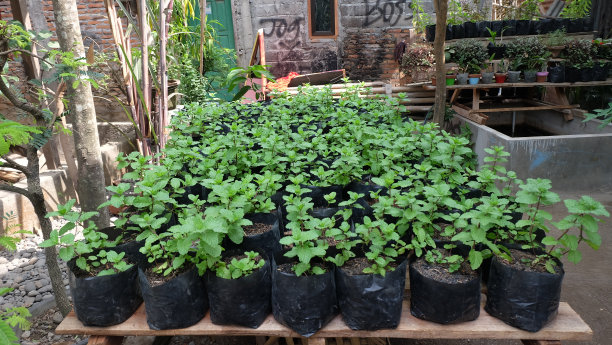 在塑料盆里种植薄荷叶图片下载