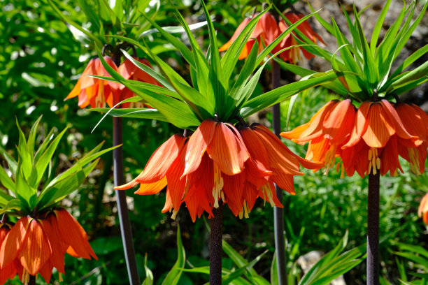 皇家百合(倒立郁金香)倒立的郁金香图片下载
