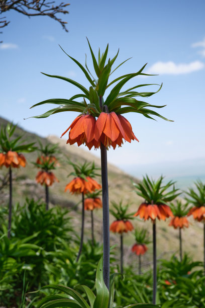 皇家百合(倒立郁金香)倒立的郁金香图片下载