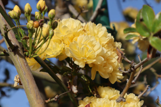 罗莎的银行。黄色小玫瑰，微距照片。图片下载