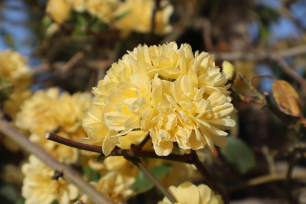 罗莎的银行。黄色小玫瑰，微距照片。图片下载