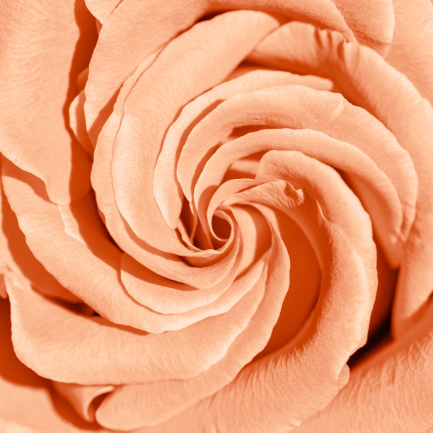 桃色玫瑰花朵背景，花的美学自然特写图案，植物设计背景，花卉俯视图照片，宏观花瓣盛开的玫瑰，趋势渐变颜色的年桃绒毛图片下载