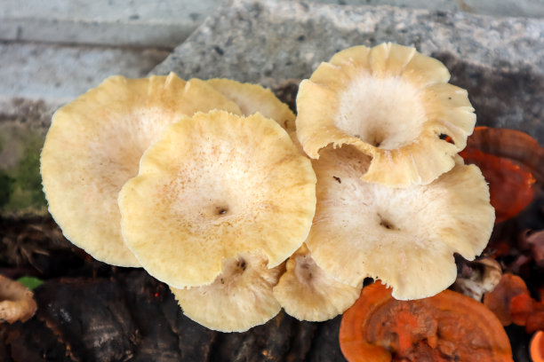 野生蘑菇图片下载