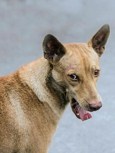 一张狗伸出粉红色舌头的照片。图片下载